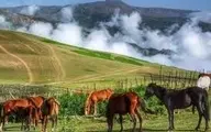 خنک ترین مکان برای سفر در این فصل کجاست؟ | معرفی مکان های دیدنی تالش +تصویر
