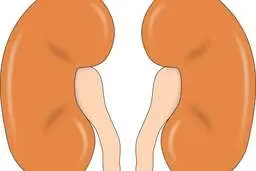 کلیه مصنوعی جایگزین پیوند و دیالیز در بدن فرد بیمار میشود