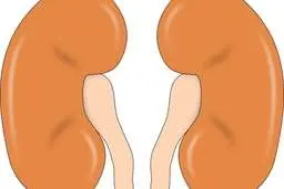 کلیه مصنوعی جایگزین پیوند و دیالیز در بدن فرد بیمار میشود