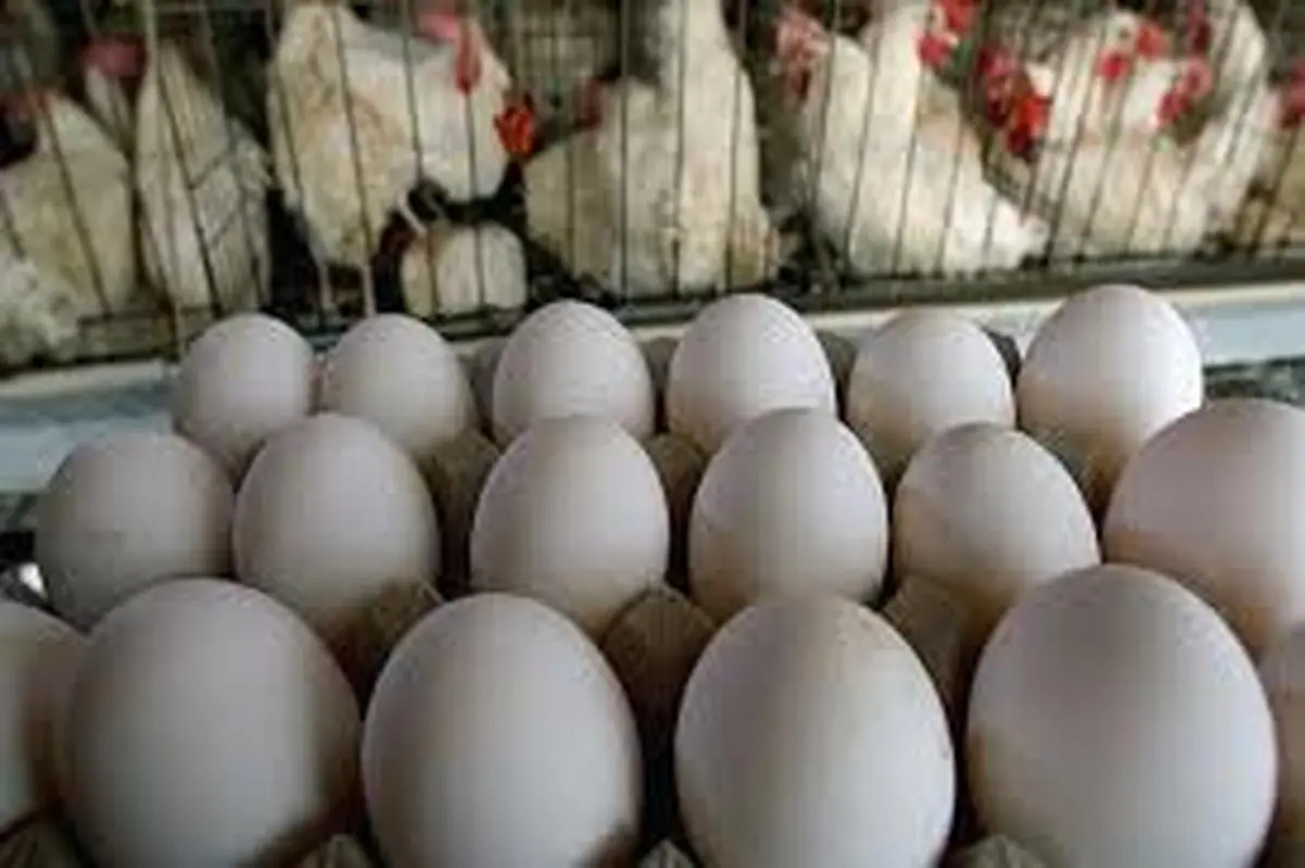  از امروز تخم مرغ با قیمت مناسب به همه ملت عرضه می‌شود.

