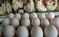  از امروز تخم مرغ با قیمت مناسب به همه ملت عرضه می‌شود.
