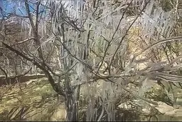 سرما کشاورزی یزد را به باد داد