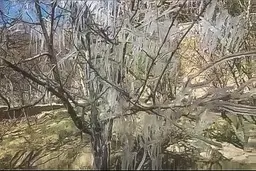 سرما کشاورزی یزد را به باد داد