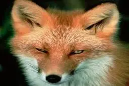 روباه مکار در دنیای واقعی!  | وقتی می‌گوییم روباه مکار از چه حرف می‌زنیم!+ویدئو 