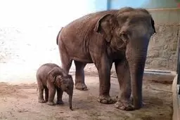  بچه فیل ایران رشد طبیعی خود را پشت سر گذاشت +تصاویر