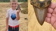 پسر بچه هشت ساله فسیل چند میلیون ساله دندان یک کوسه غول پیکر را پیدا کرد + عکس