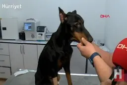 آشنایی با سگ‌های نیروهای ویژه پلیس آمریکا + ویدیو 
