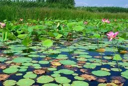 تالاب انزلی گرفتار آتش‌ شد! | دلیل آتش‌سوزی چیست؟ +ویدئو