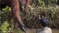 دست یاری اورانگوتان به سمت محیط‌بان 
