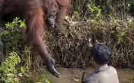 دست یاری اورانگوتان به سمت محیط‌بان 