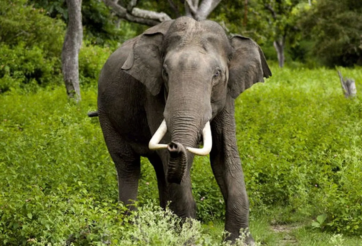لوس کردن بچه فیل برای پرستارش + فیلم