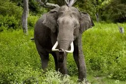 لوس کردن بچه فیل برای پرستارش + فیلم