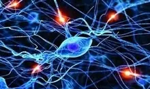  پیری مغز در آزمایشگاه «معکوس» شد | کشف یک مکانیزم ناشناخته در معکوس‌سازی پیری 