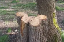 چرا قطع درختان مدعی‌العموم ندارد؟ | درخت‌‌کن