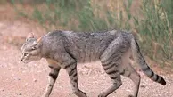 مشاهده گربه وحشی در منطقه حفاظت شده باشگل برای اولین بار 