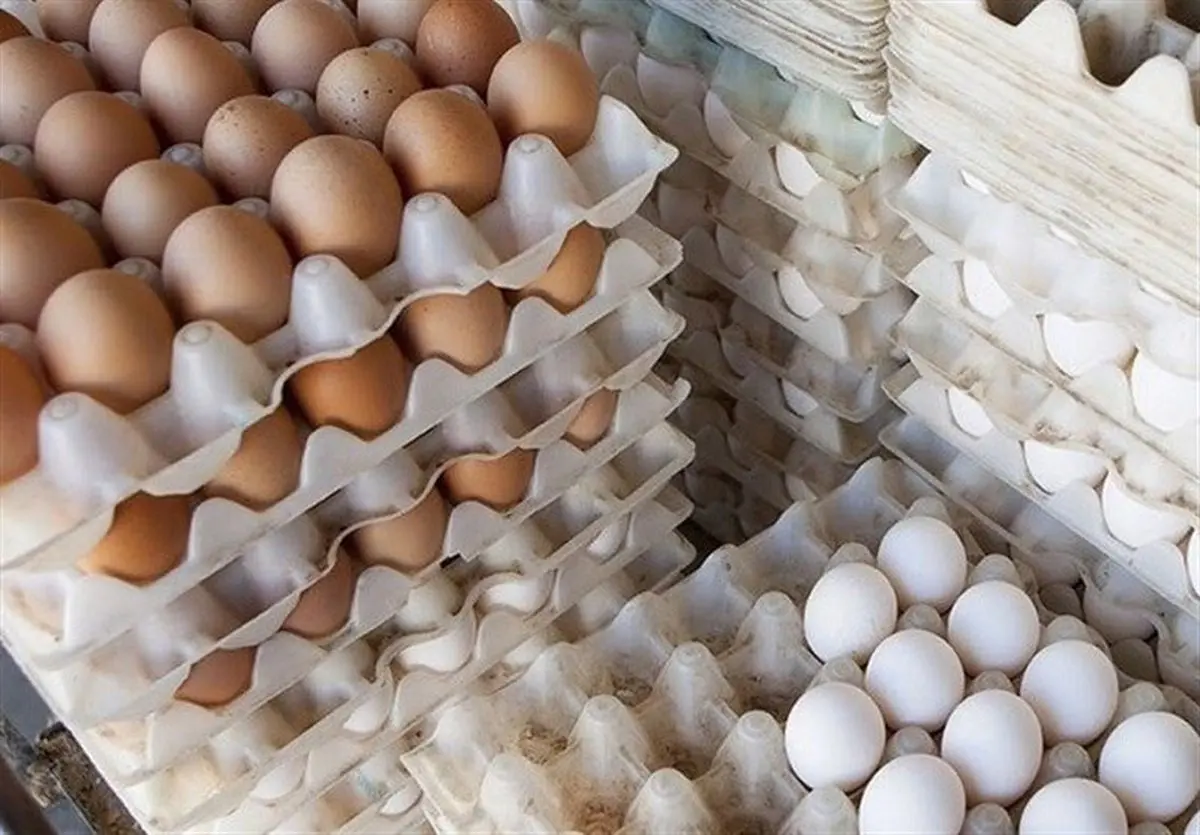 قیمت هر شانه تخم مرغ در بازار  |  کمبود عرضه تخم مرغ خواهد داشت