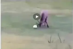 گلزنی گوزن فوتبالیست و شادی بعد گل (فیلم)