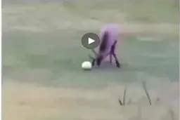 گلزنی گوزن فوتبالیست و شادی بعد گل (فیلم)