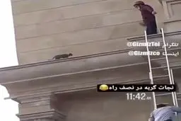 با تشکر از گروه نجات! | عملیات عجیب و نافرجام نجات یک گربه از بالای ساختمان!+ویدئو