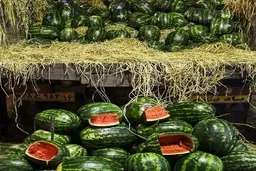 
برگشت هندوانه صادراتی ایران به ترکیه به دلیل ناسازگاری برخی کشورهای عربی
