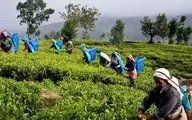 سریلانکا: ۲۵۱ میلیون دلار بدهی نفتی خود به ایران را با چای پرداخت می‌کنیم؛ هر ماه ۵ میلیون دلار چای