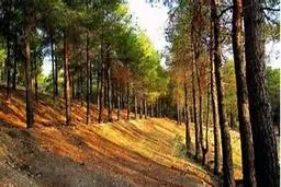 تیغ ارّه زیر گلوی درختان چیتگر | آیا تپه سبز تهران کویر می‌شود؟ +ویدئو