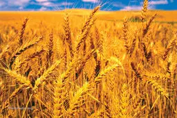  وضعیت گندم در جهان بهم ریخت
