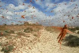 هجوم گسترده ملخ‌های صحرایی به کشور از ۱۰ روز دیگر
