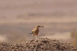 ثبت نخستین تصویر از زاغ‌بور | پرنده ملی و انحصاری ایران در بشرویه دیده شد