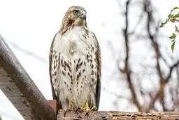 لحظات نجات یک عقاب به دست جنگلبان+ویدئو 