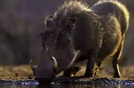  بیماری نگران‌کننده از خرگوش به گوزن رسید | موج تازه‌ای از بیماری با توده‌های زگیل‌مانند +ویدئو