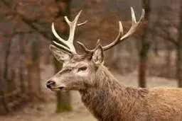 تصویر  شگفت‌انگیز از پرش بچه گوزن  در طبیعت +فیلم