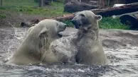 بازی خرس‌های قطبی در وان پر از یخ +فیلم