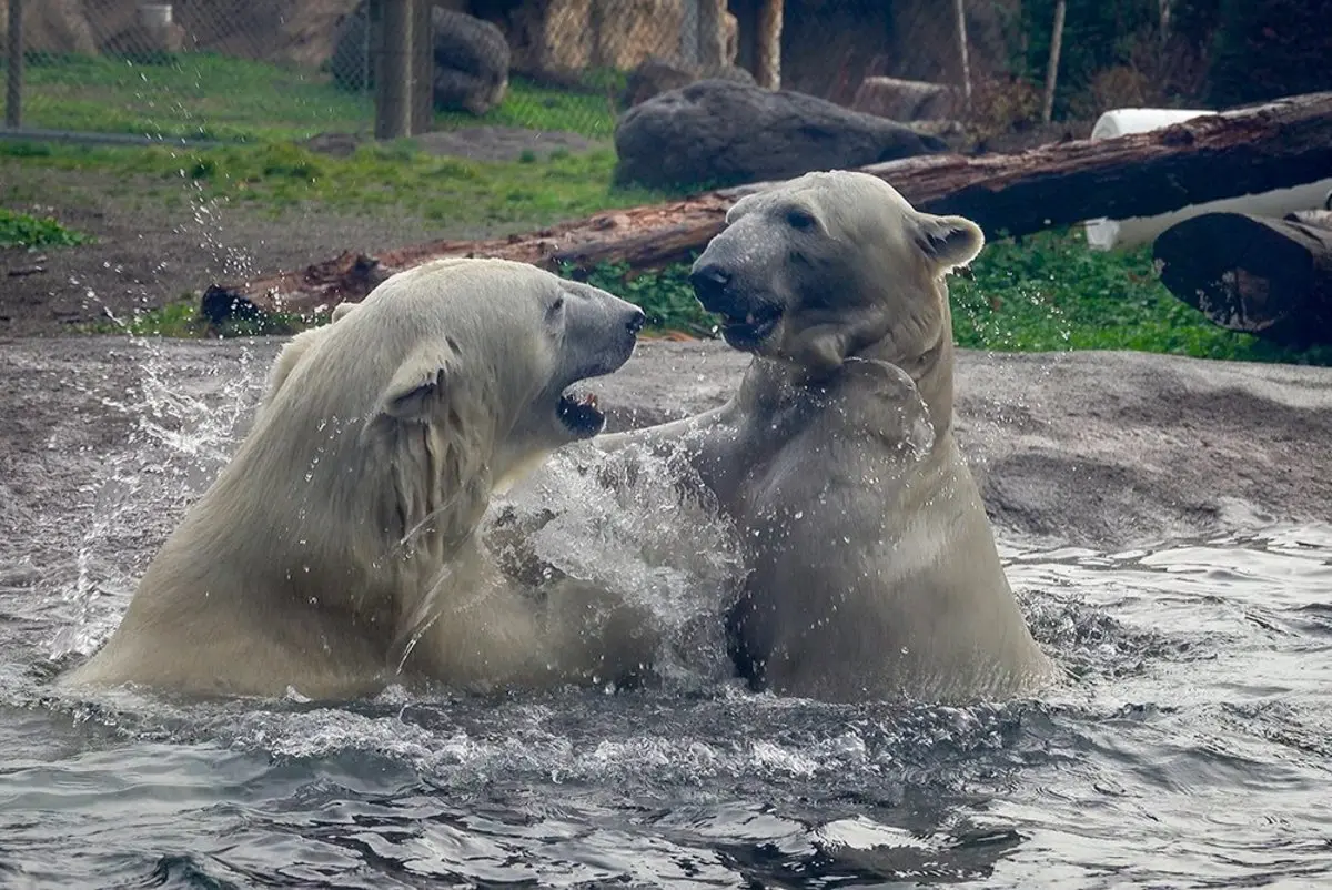  بازی خرس‌های قطبی در وان پر از یخ +فیلم