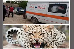 حمله پلنگ به آقایی ۵۹ ساله  |  آثار پنجه پلنگ در گردن و صورت مصدوم