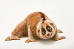 قدرت ماورا طبیعی این موجود در طبیعت! + عکس