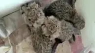 یکی از ۳ توله یوزپلنگ ایرانی، تلف شد
