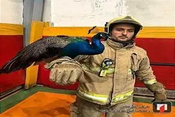 طاووس در پشت بام یک منزل مسکونی در مجیدیه