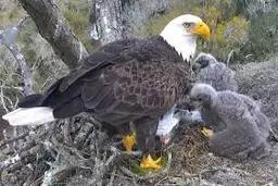 مانور زیبای عقاب سرسفید در برابر شاهین دریایی | پرواز بر فراز آسمان‌ها +ویدئو