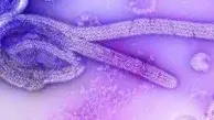 ویروس جدید به جان دنیا افتاد | شیوع ویروس ماربورگ در گینه استوایی | 9 کشته تا کنون!