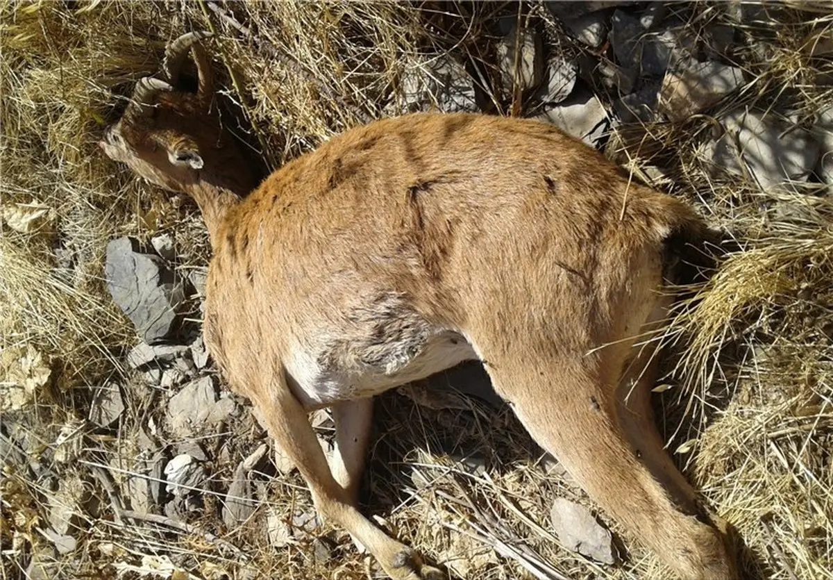 
علت مرگ تعدادی از حیات وحش پارک ملی سالوک در اسفراین مشخص شد
