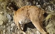 
علت مرگ تعدادی از حیات وحش پارک ملی سالوک در اسفراین مشخص شد