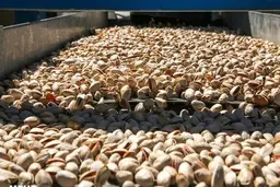 معاون وزیر صمت: تهاتر ۲۰۰ تن پسته با موتور خودروی ساخت چین