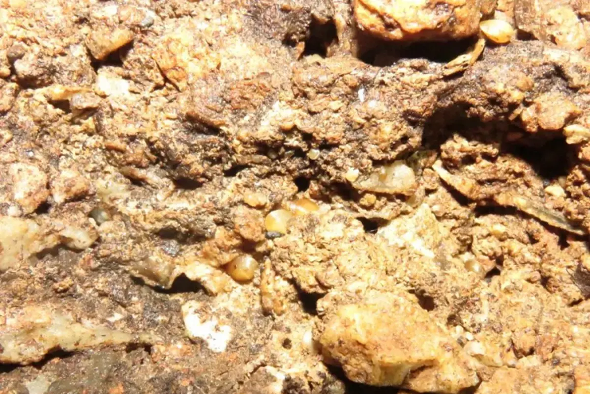 کشف موجودی عجیب الخلقه در آمریکا جنوبی