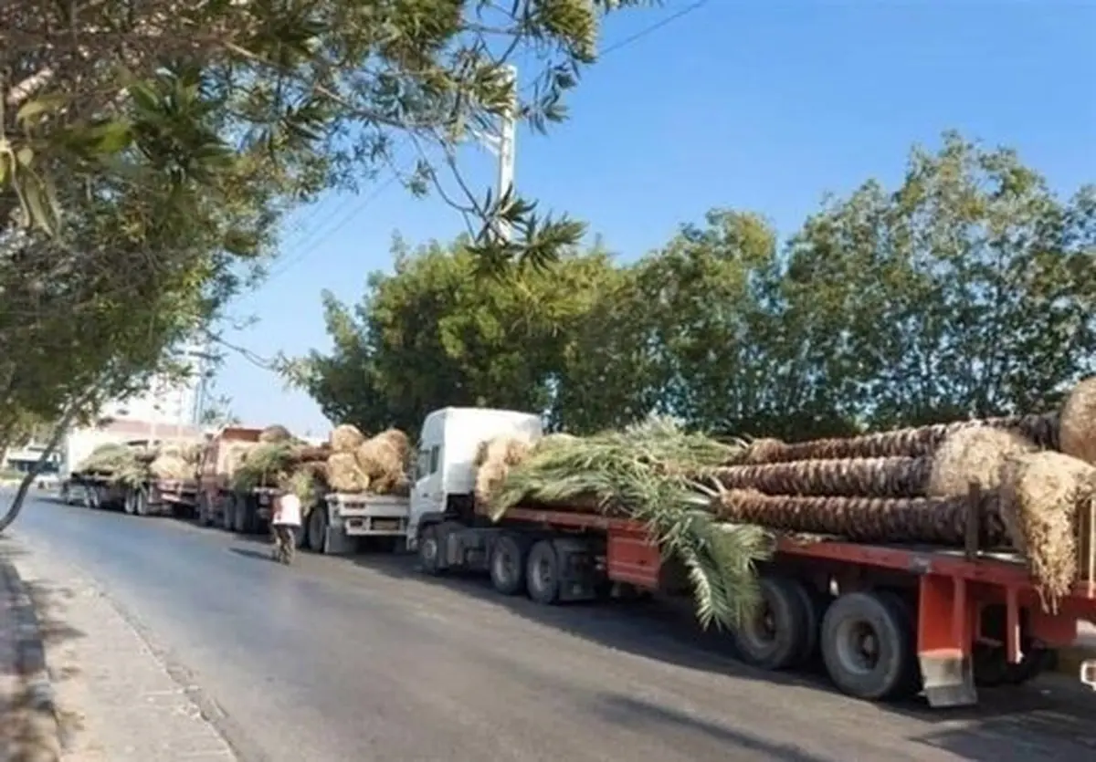 انجمن ملی خرما: صادرات نخل هنوز ادامه دارد | کویت و قطر خریداران نخل‌های ایران |  وزارت کشاورزی به موضوع ورود کند