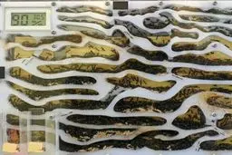 فروشگاه مورچه فروشی!