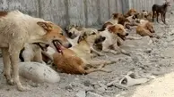 حمله وحشتناک سگ‌های ولگرد به یک خانواده در فردیس | هشدار: حاوی تصاویر دلخراش 