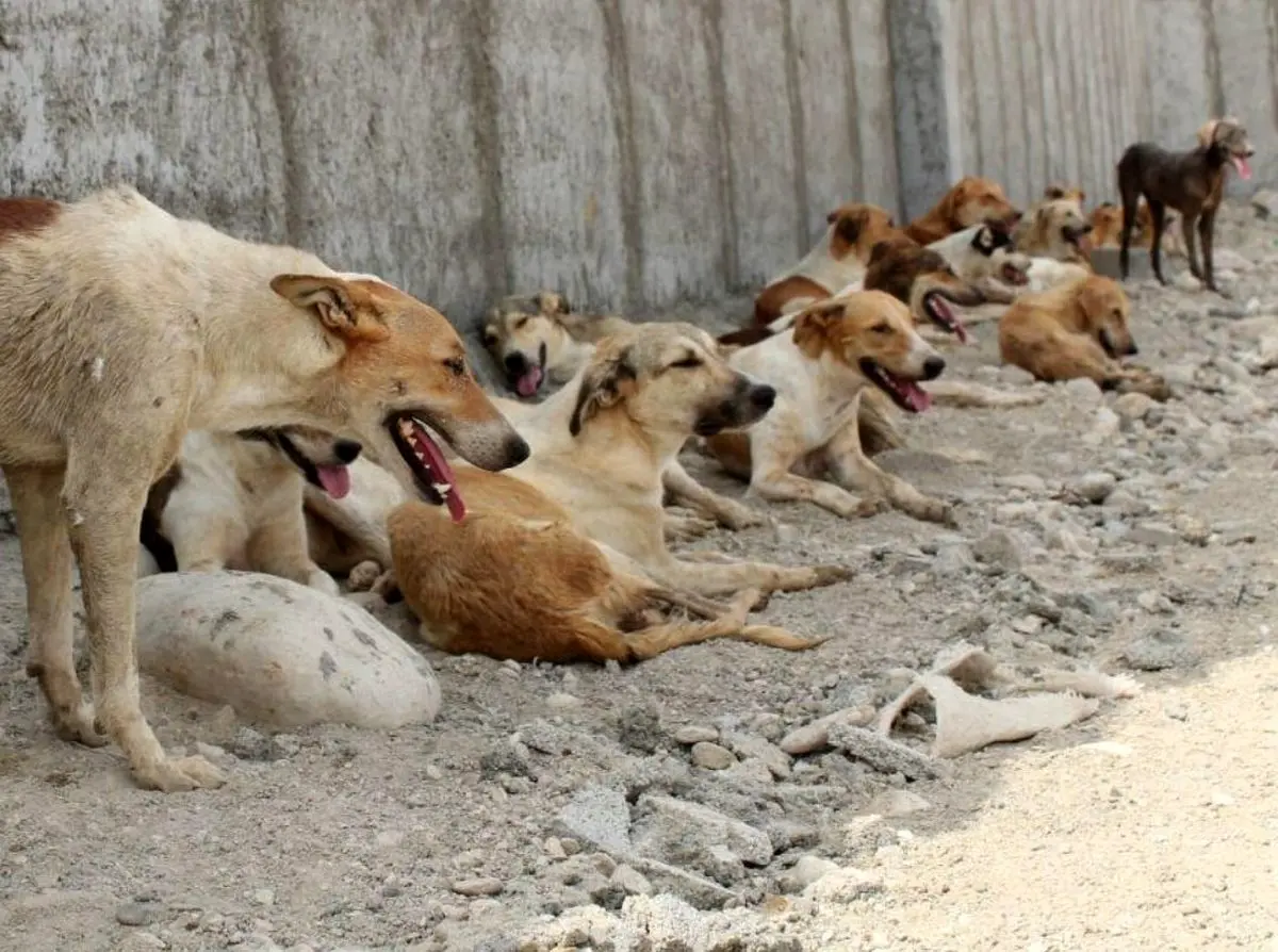 حمله وحشتناک سگ‌های ولگرد به یک خانواده در فردیس | هشدار: حاوی تصاویر دلخراش 