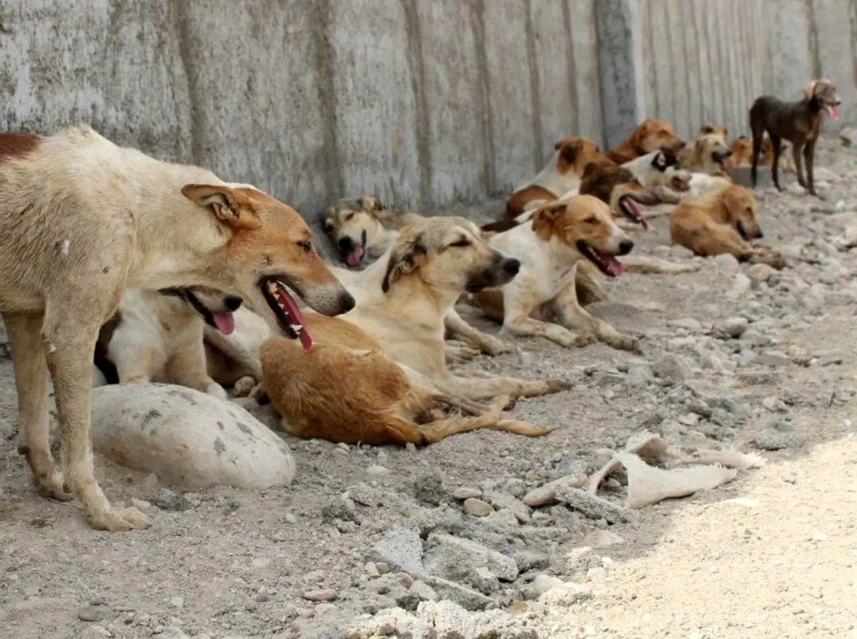 حمله وحشتناک سگ‌های ولگرد به یک خانواده در فردیس | هشدار: حاوی تصاویر دلخراش