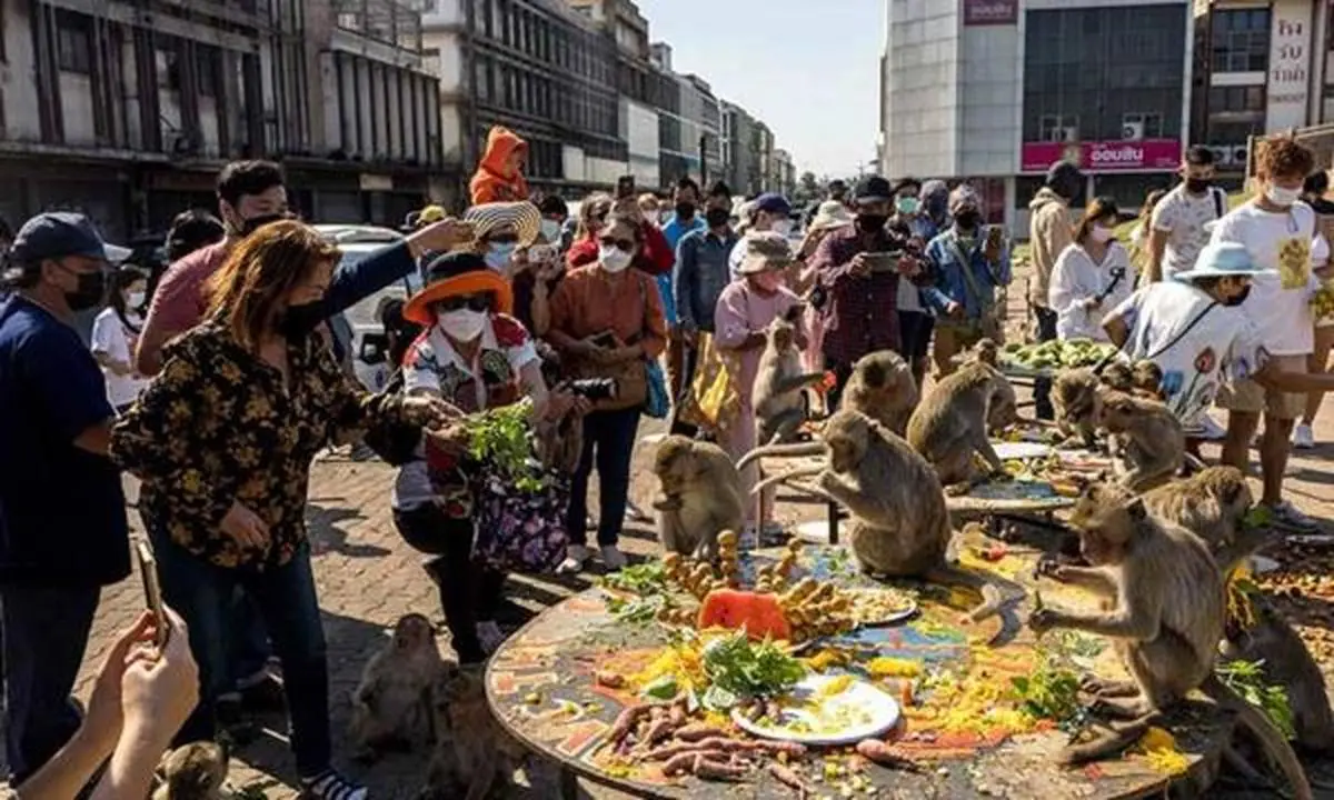 جشنواره میمون‌ها در تایلند| قدردانی با میوه های گران + تصاویر 